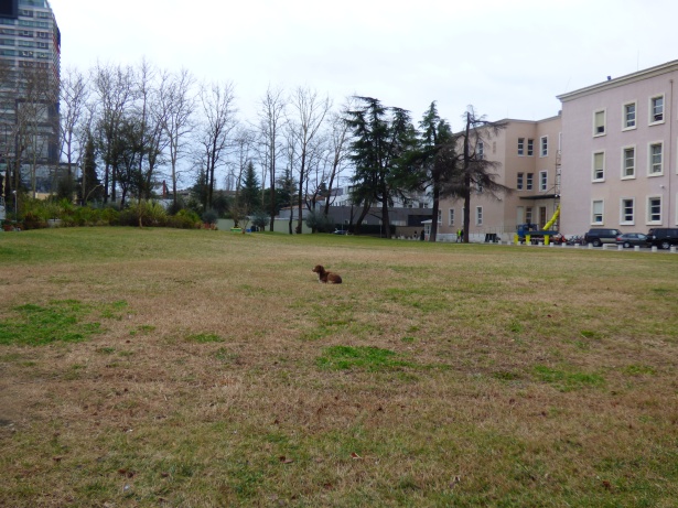 Stray dog in Tirana